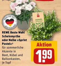 REWE REWE Beste Wahl Scheinmyrthe oder Nelke Sprint Pastel Angebot