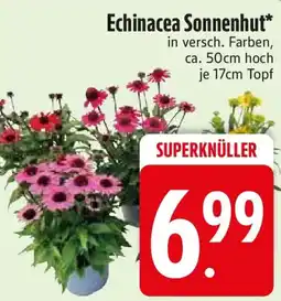 Edeka Echinacea Sonnenhut Angebot