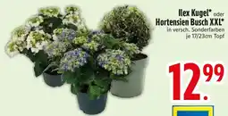 Edeka Ilex Kugel oder Hortensien Busch XXL Angebot