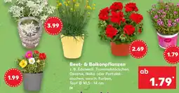 Kaufland Beet & Balkonpflanzen Angebot