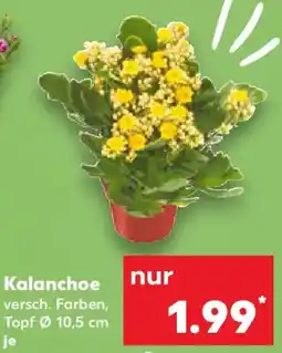 Kaufland Kalanchoe Angebot