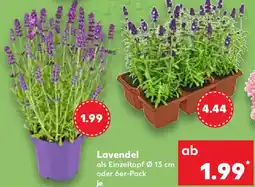 Kaufland Lavendel Angebot
