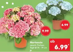 Kaufland Hortensie Angebot