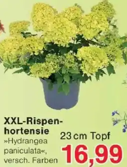 Jawoll XXL-Rispenhortensie Angebot