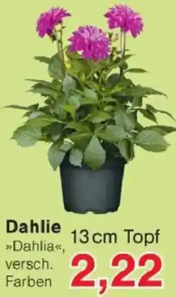Jawoll Dahlie Angebot