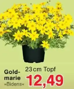 Jawoll Goldmarie Angebot