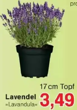 Jawoll Lavendel Angebot