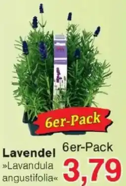 Jawoll Lavendel Angebot