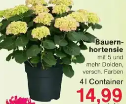 Jawoll Bauernhortensie Angebot