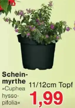 Jawoll Scheinmyrthe Angebot