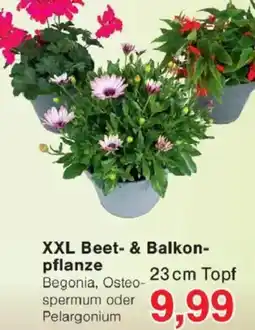 Jawoll XXL Beet- & Balkonpflanze Angebot