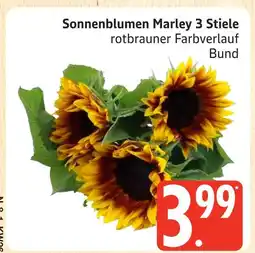 Marktkauf Sonnenblumen marley Angebot
