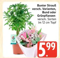 Marktkauf Bunter strauß Angebot