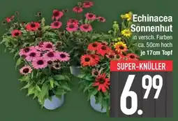 E-Center Echinacea Sonnenhut Angebot
