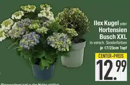 E-Center Ilex Kugel oder Hortensien Busch XXL Angebot