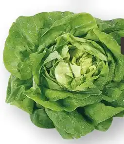 Scheck-in-Center Unsere Heimat Kopfsalat Angebot
