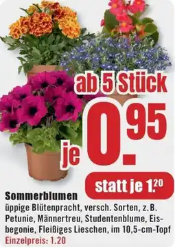 B1 Discount Baumarkt Sommerblumen Angebot