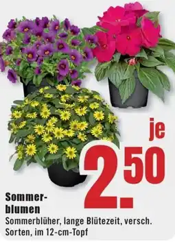B1 Discount Baumarkt Sommerblumen Angebot