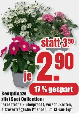 B1 Discount Baumarkt Beetpflanze Hot Spot Collection Angebot