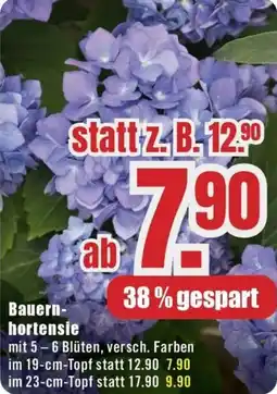 B1 Discount Baumarkt Bauernhortensie Angebot