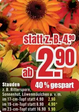 B1 Discount Baumarkt Stauden Angebot
