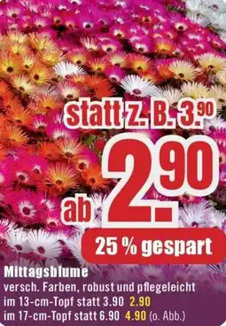B1 Discount Baumarkt Mittagsblume Angebot