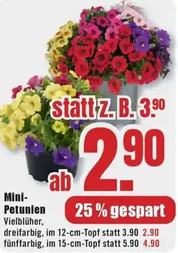 B1 Discount Baumarkt Mini Petunien Angebot