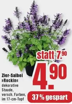 B1 Discount Baumarkt Zier-Salbei Rockin Angebot
