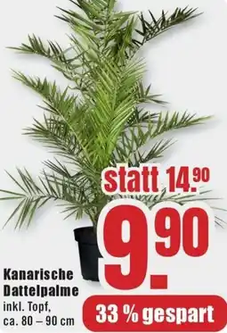 B1 Discount Baumarkt Kanarische Dattelpalme Angebot