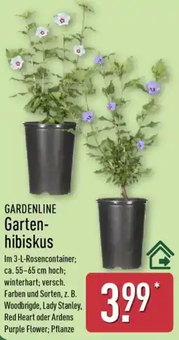 Aldi Nord GARDENLINE Gartenhibiskus Angebot