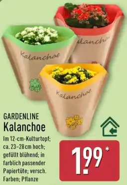 Aldi Nord GARDENLINE Kalanchoe Angebot