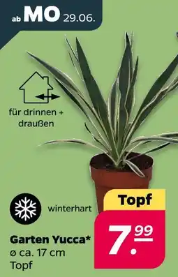 Netto Garten yucca Angebot