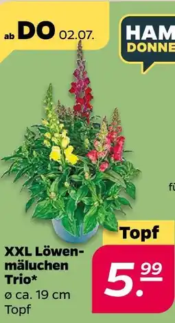Netto Xxl löwenmäulchen trio Angebot