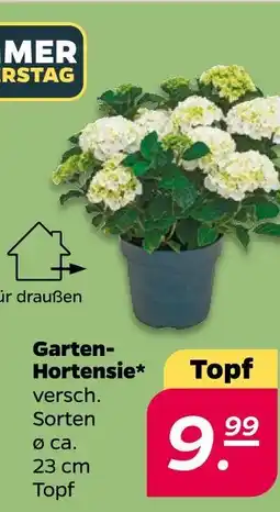 Netto Garten-hortensie Angebot