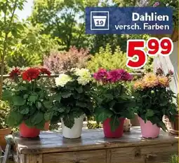CENTERSHOP Dahlien Angebot