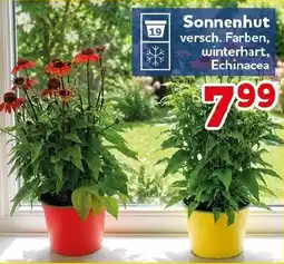 CENTERSHOP Sonnenhut Angebot