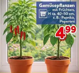 CENTERSHOP Gemüsepflanzen Angebot