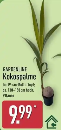 Aldi Nord GARDENLINE Kokospalme Angebot