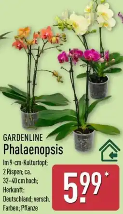 Aldi Nord GARDENLINE Phalaenopsis Angebot