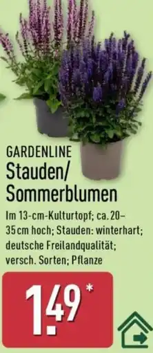 Aldi Nord GARDENLINE Stauden/ Sommerblumen Angebot