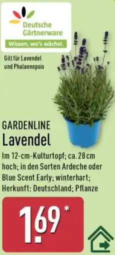 Aldi Nord GARDENLINE Lavendel Angebot