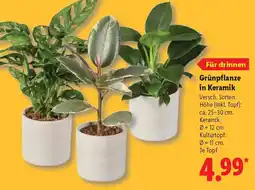Lidl Grünpflanze in Keramik Angebot