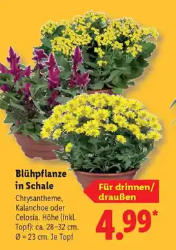 Lidl Blühpflanze in Schale Angebot