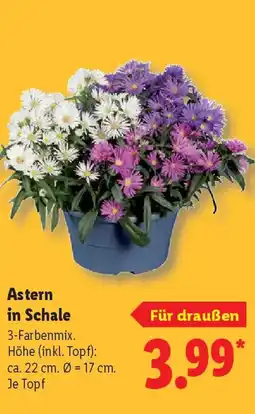 Lidl Astern in Schale Angebot