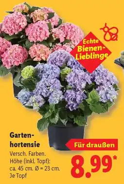 Lidl Gartenhortensie Angebot