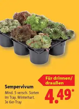 Lidl Sempervivum Angebot