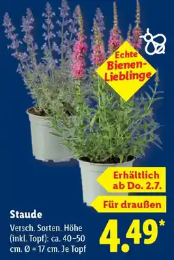 Lidl Staude Angebot