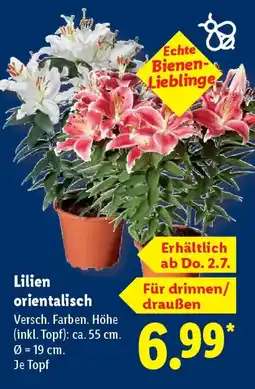 Lidl Lilien orientalisch Angebot