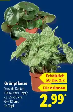Lidl Grünpflanze Angebot