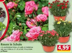 Norma Rosen in Schale Angebot